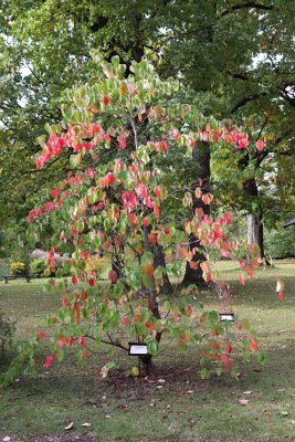 Cornus nuttalii - dřín nuttallův - celek podzim